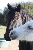 Coaching et Equitation